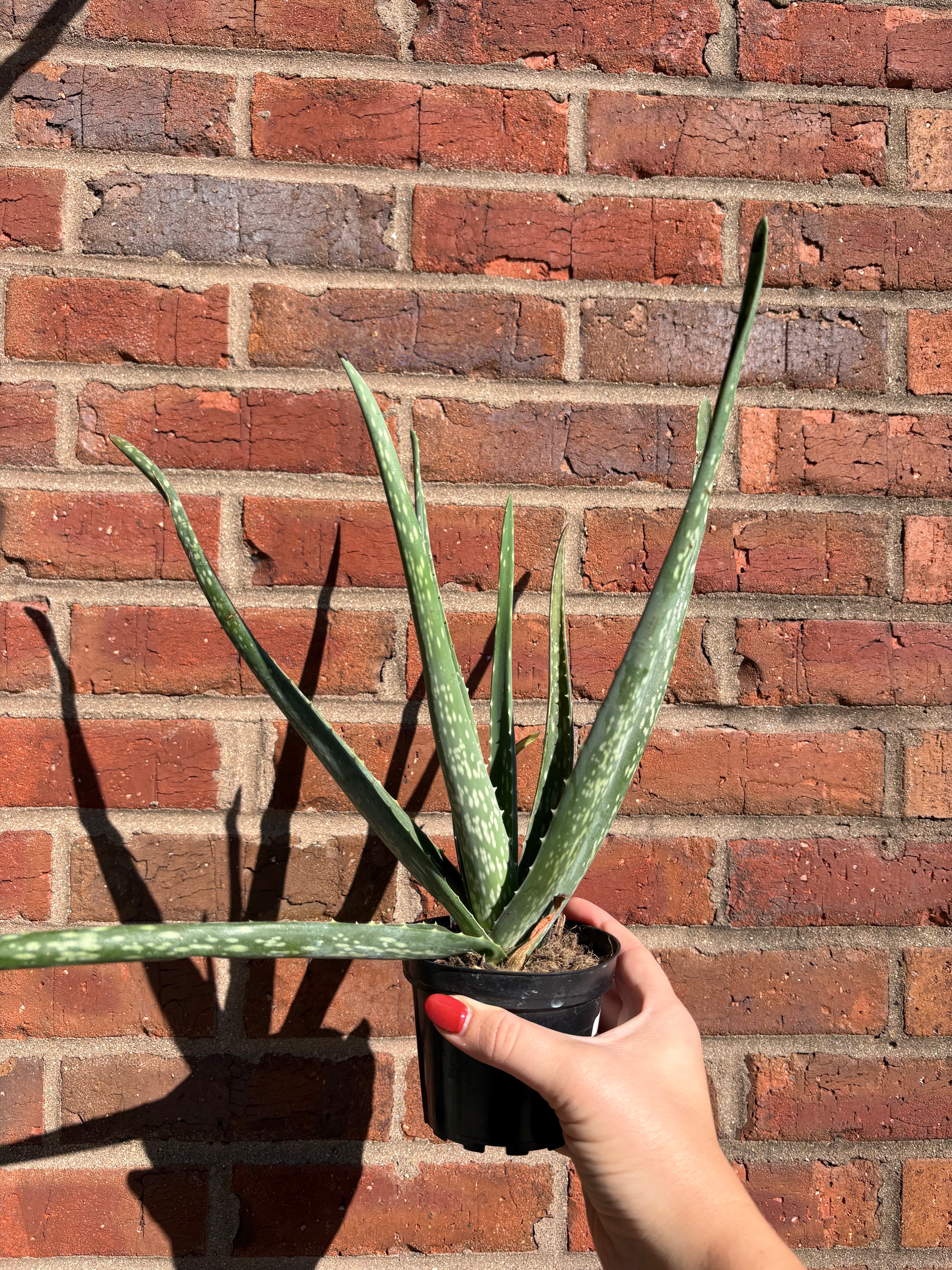 Aloe Vera | Succulent