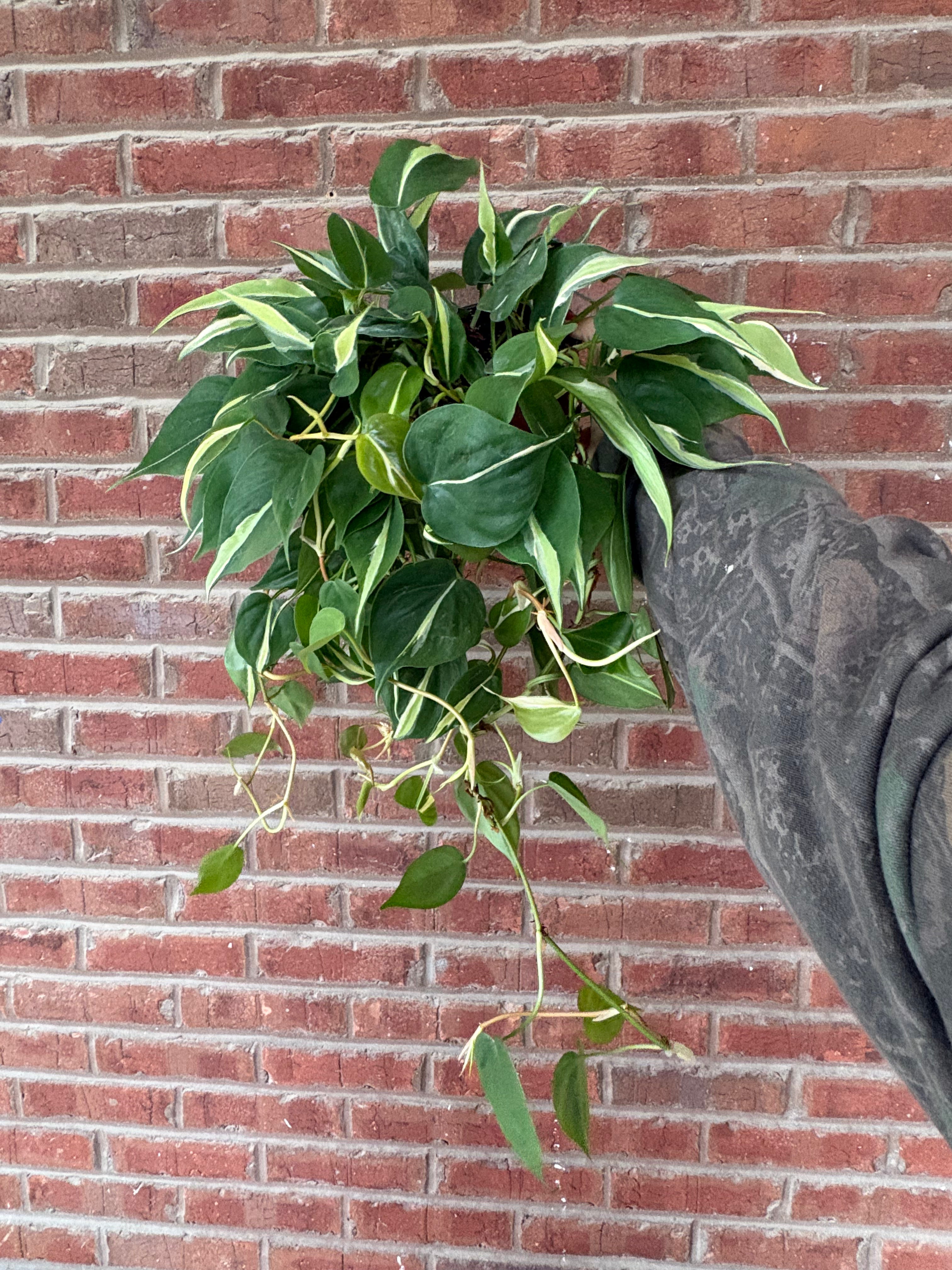 Philodendron hederaceum &