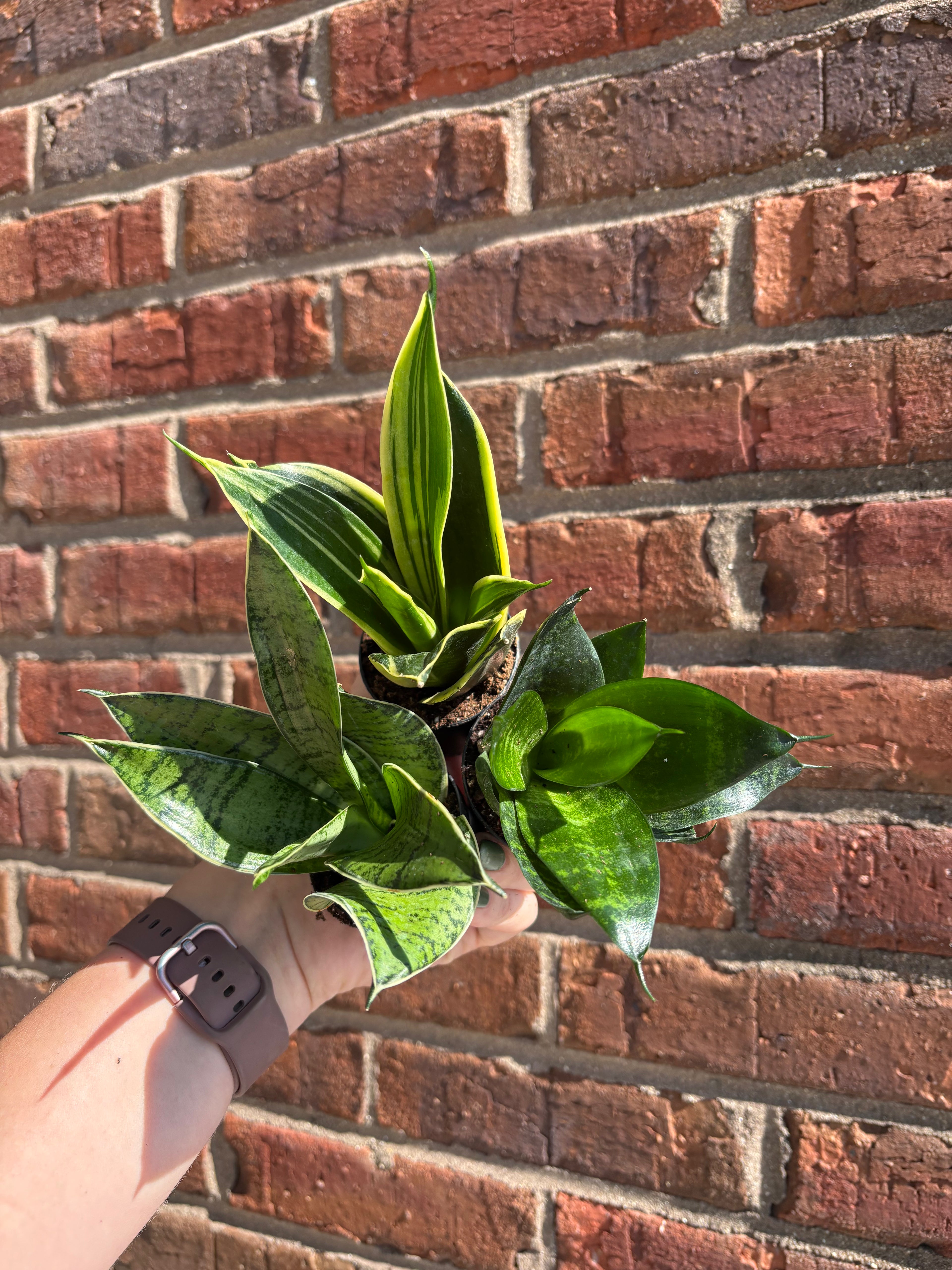 Dracaena trifasciata &