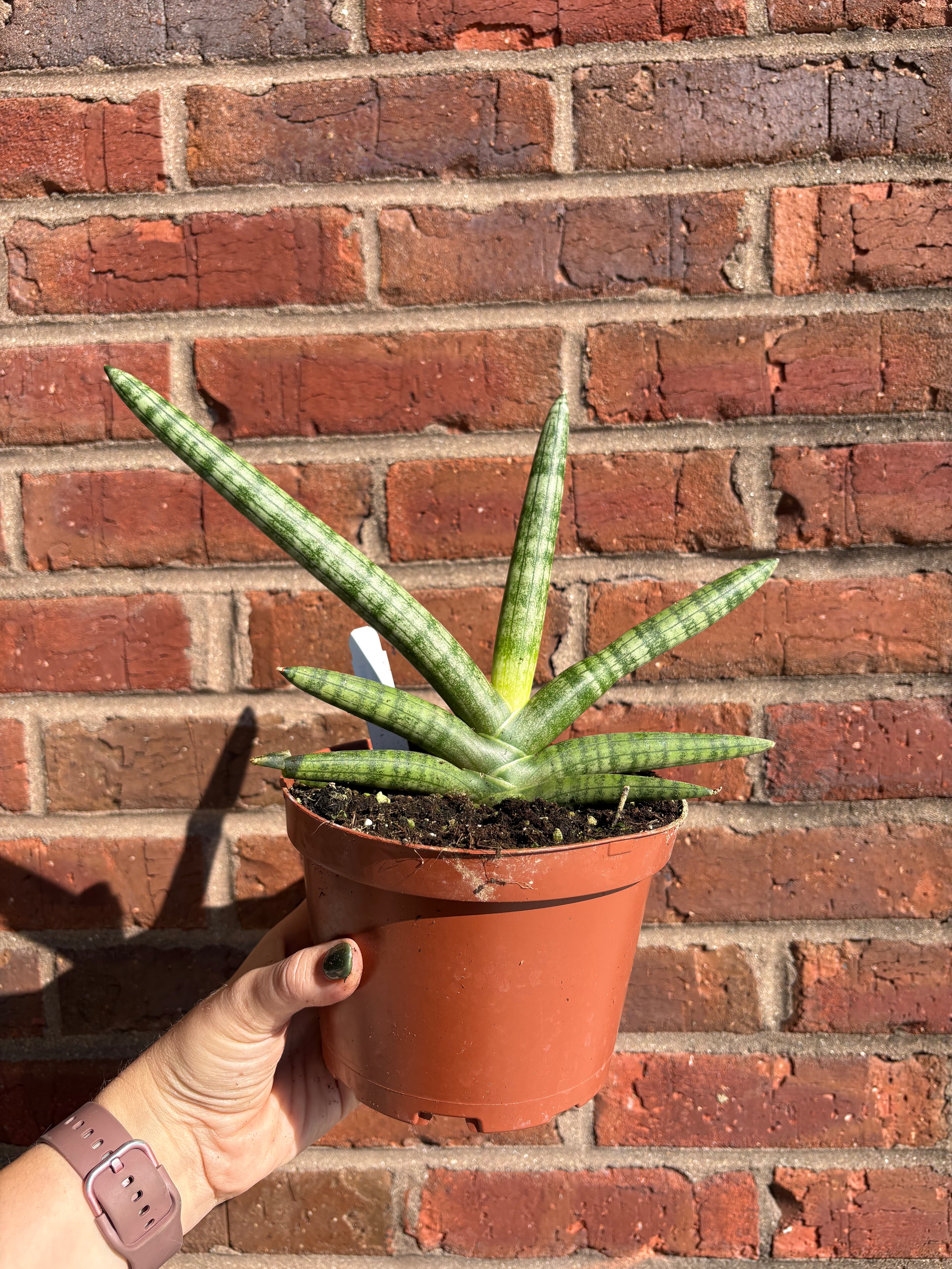 Dracaena Boncel &