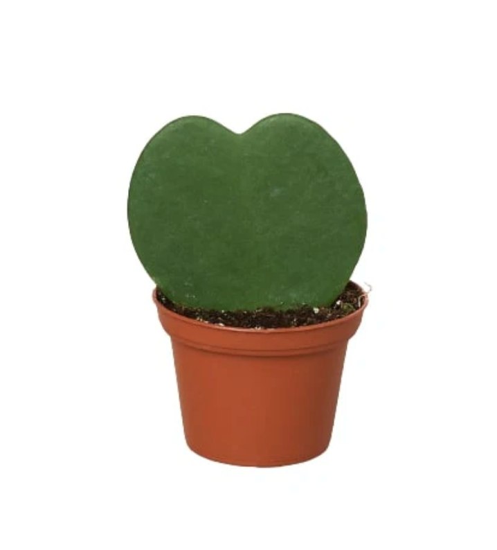 Hoya Kerrii | Wax Plant