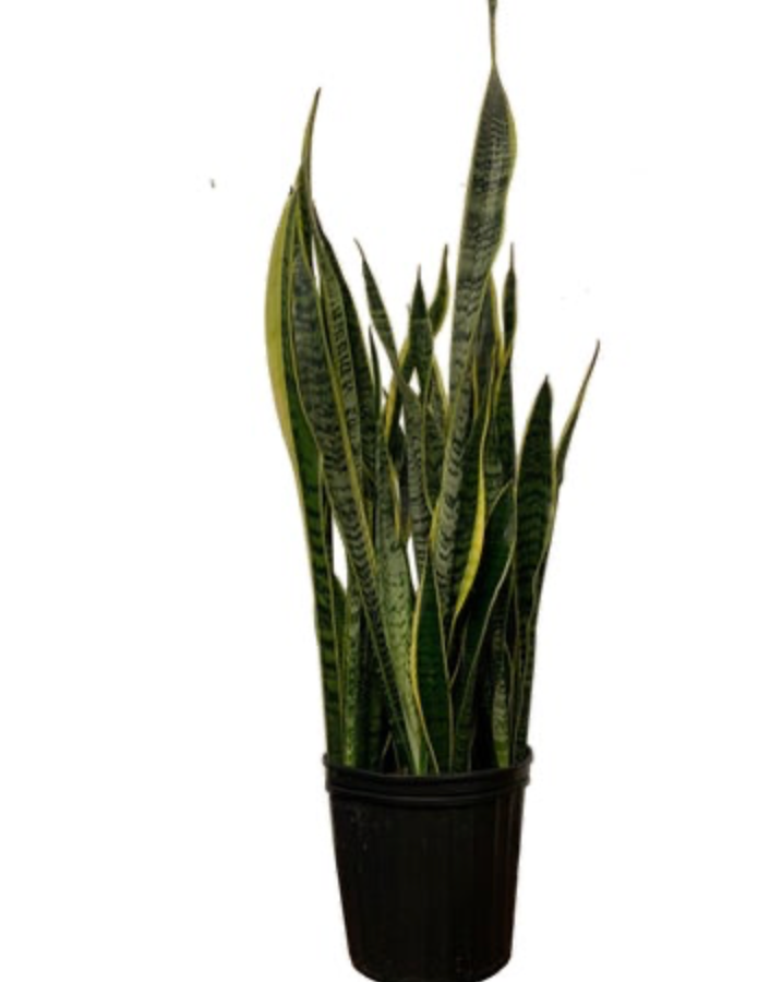 Dracaena trifasciata &
