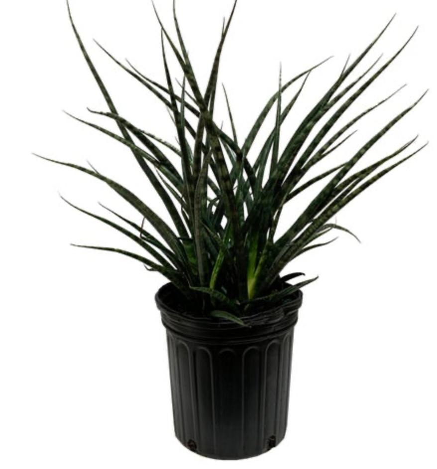 Dracaena Fernwood &