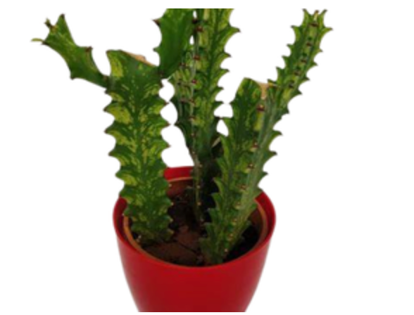Euphorbia trigona &
