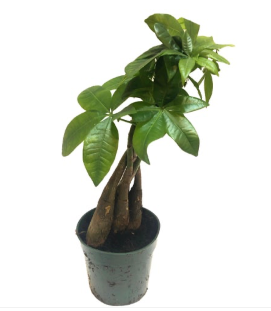 Pachira Aquatica | Money Tree
