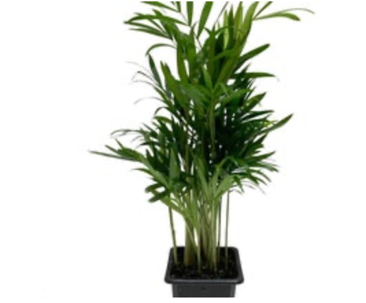Chamaedorea elegans &