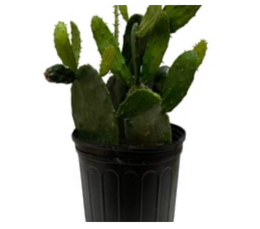 Cactus Opuntia &