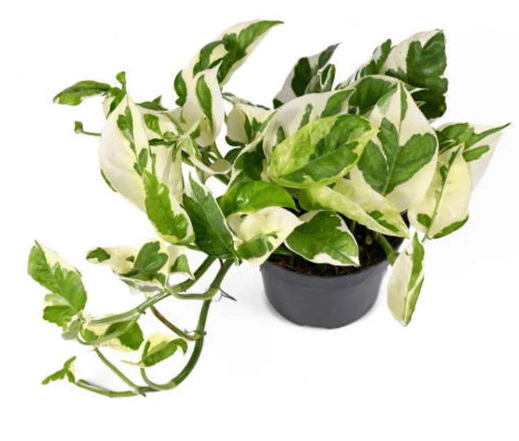 Epipremnum aureum &