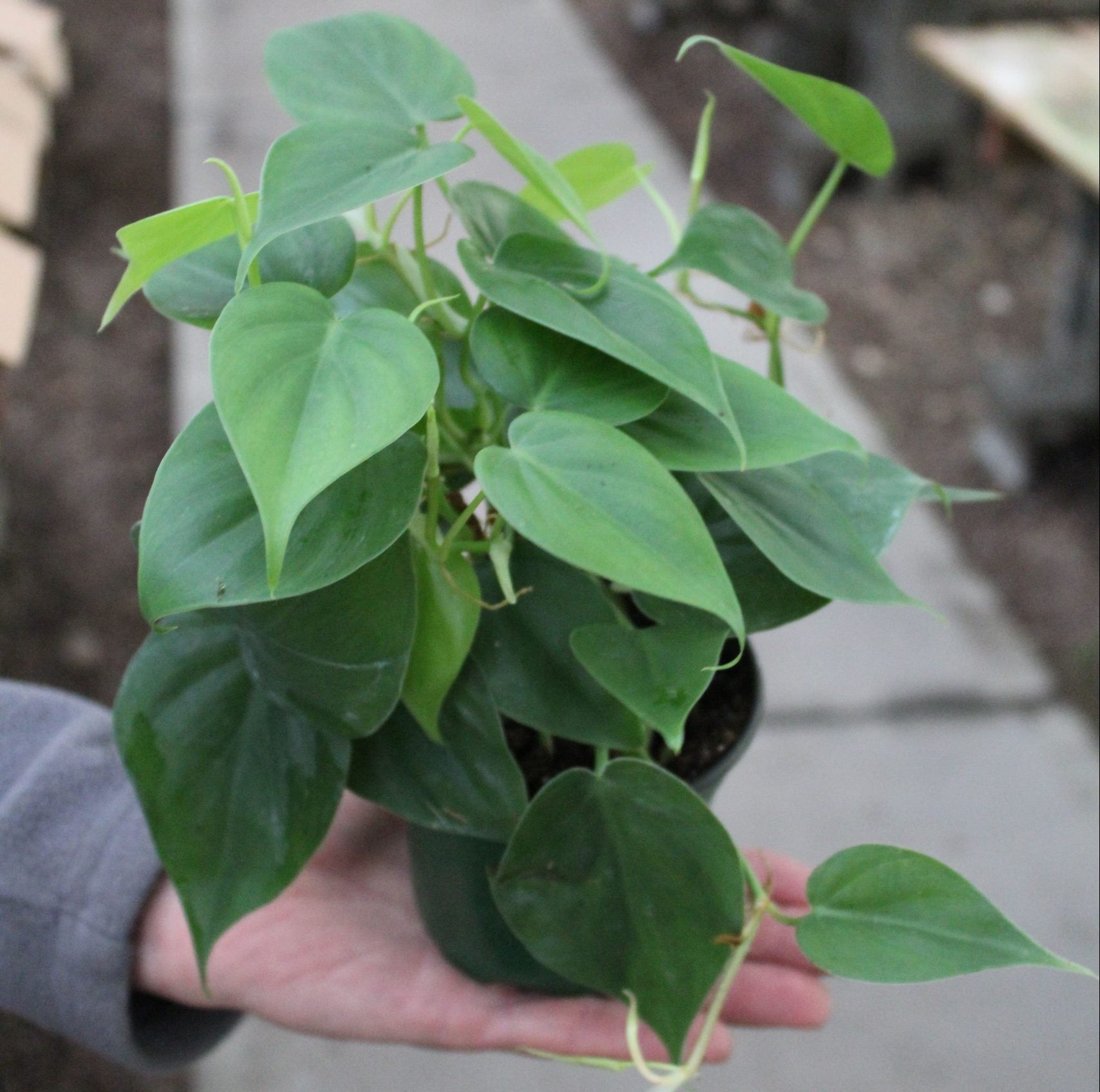 Intro to Plant Parenthood