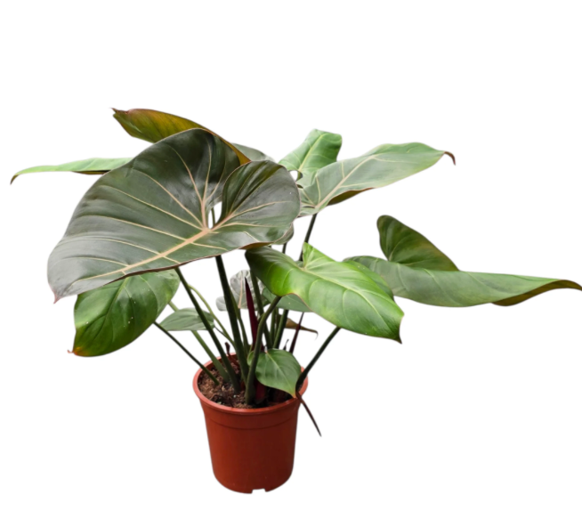 Philodendron &