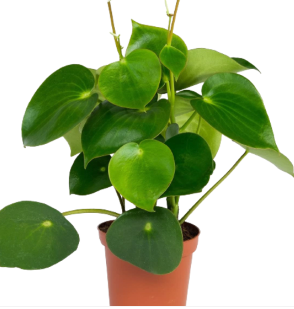 Peperomia polybotrya &