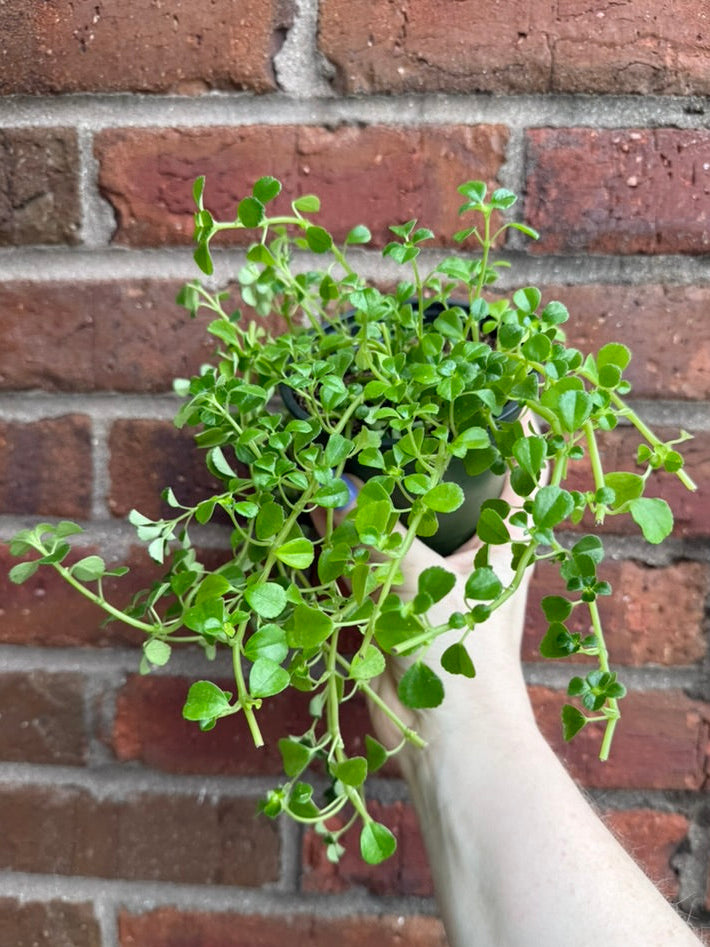 Pilea Glauca &