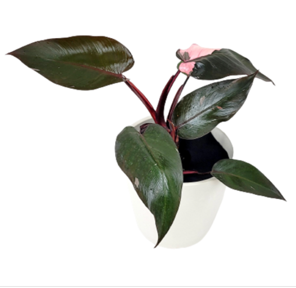 Philodendron erubescens &