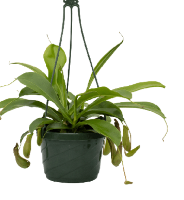 Nepenthes | Pitcher Plant