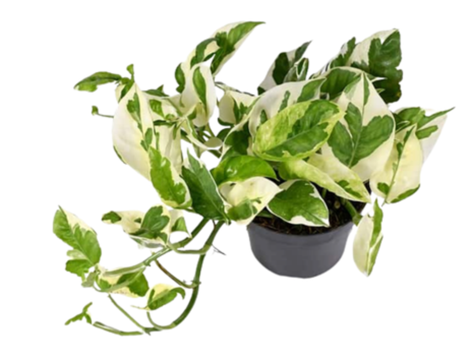 Epipremnum aureum &
