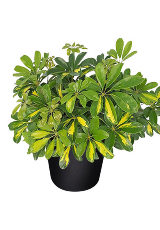 Schefflera arboricola &