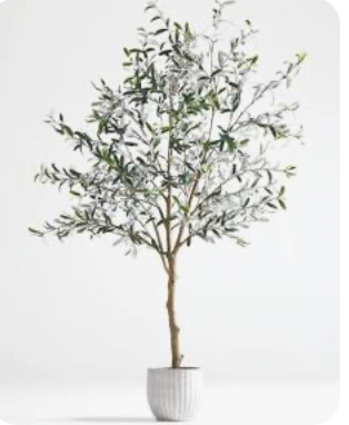 Olive Tree