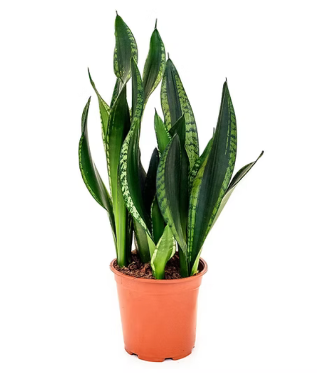 Dracaena &