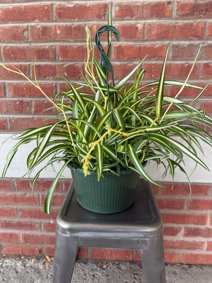 Chlorophytum Comosum | Spider Plant