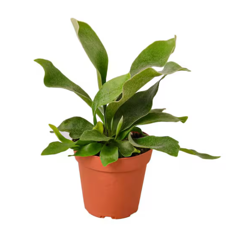 Platycerium Bifurcatum | Staghorn Fern