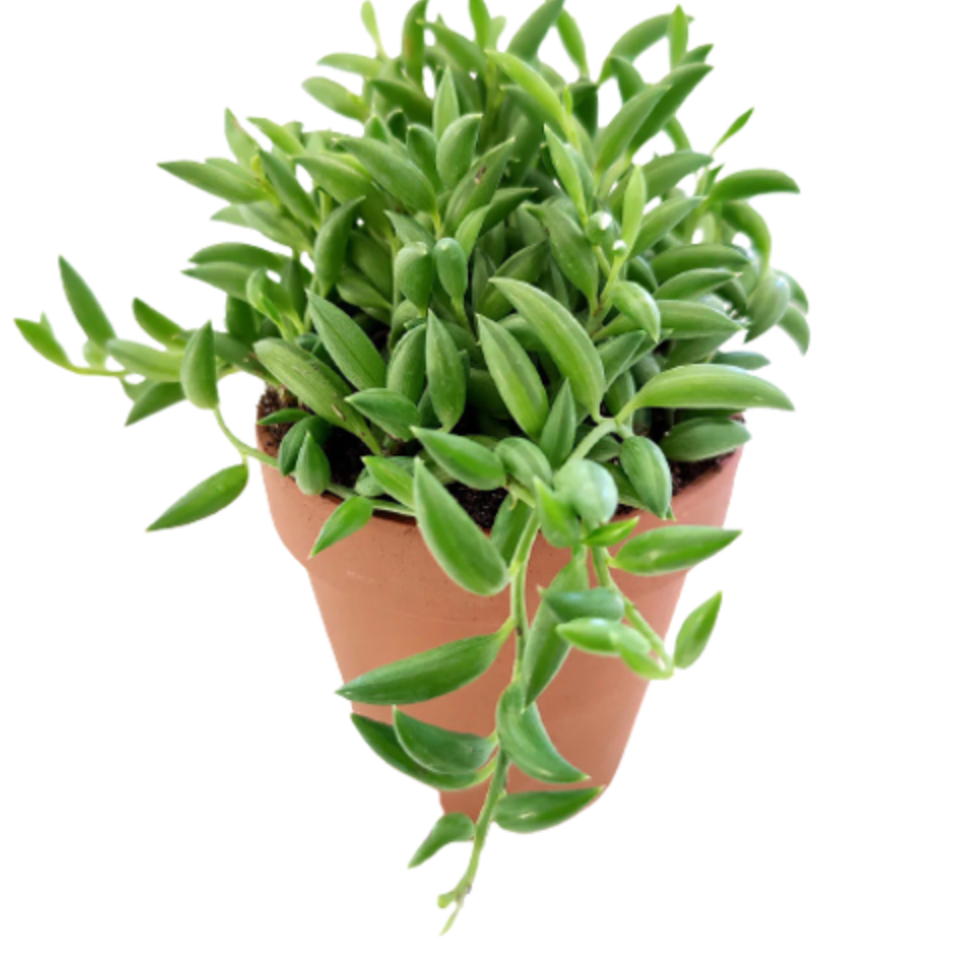 Senecio radicans | String of Beans