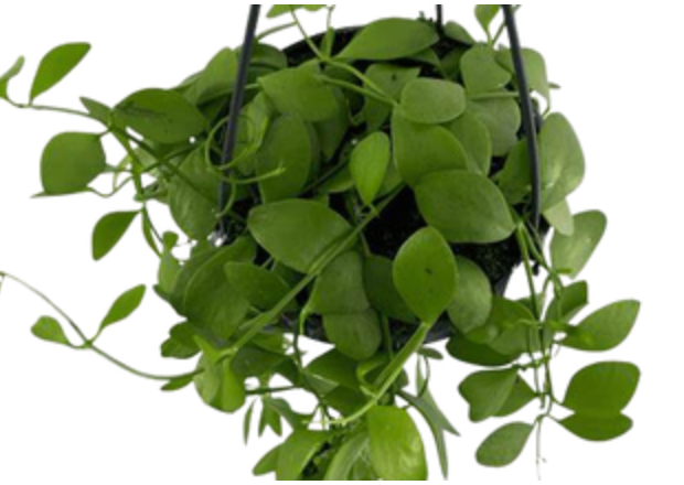 Dischidia Oiantha | String of Spoons