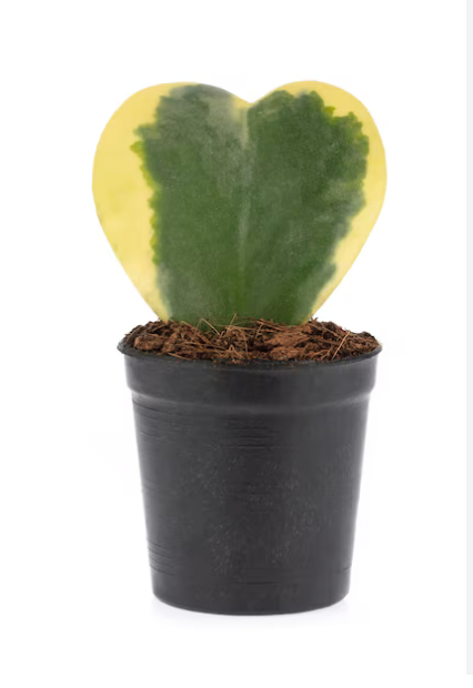 Hoya Kerrii Variegated | Variegated Wax Plant