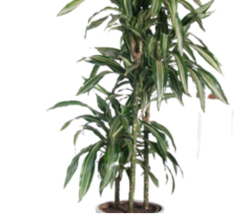 Dracaena Deremensis &
