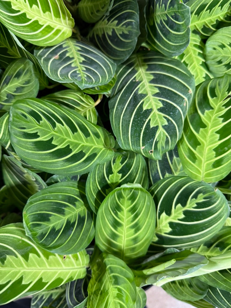 Green Prayer Plants leaves shot from above