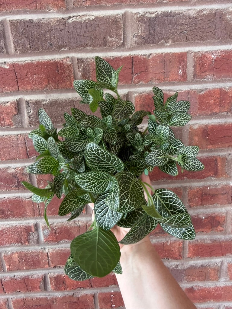Fittonia albivenis &