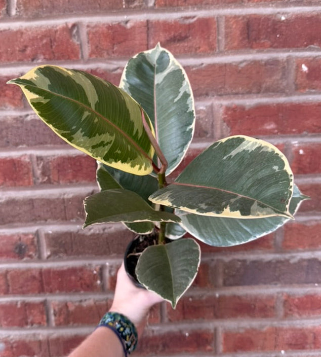 Ficus elastica &