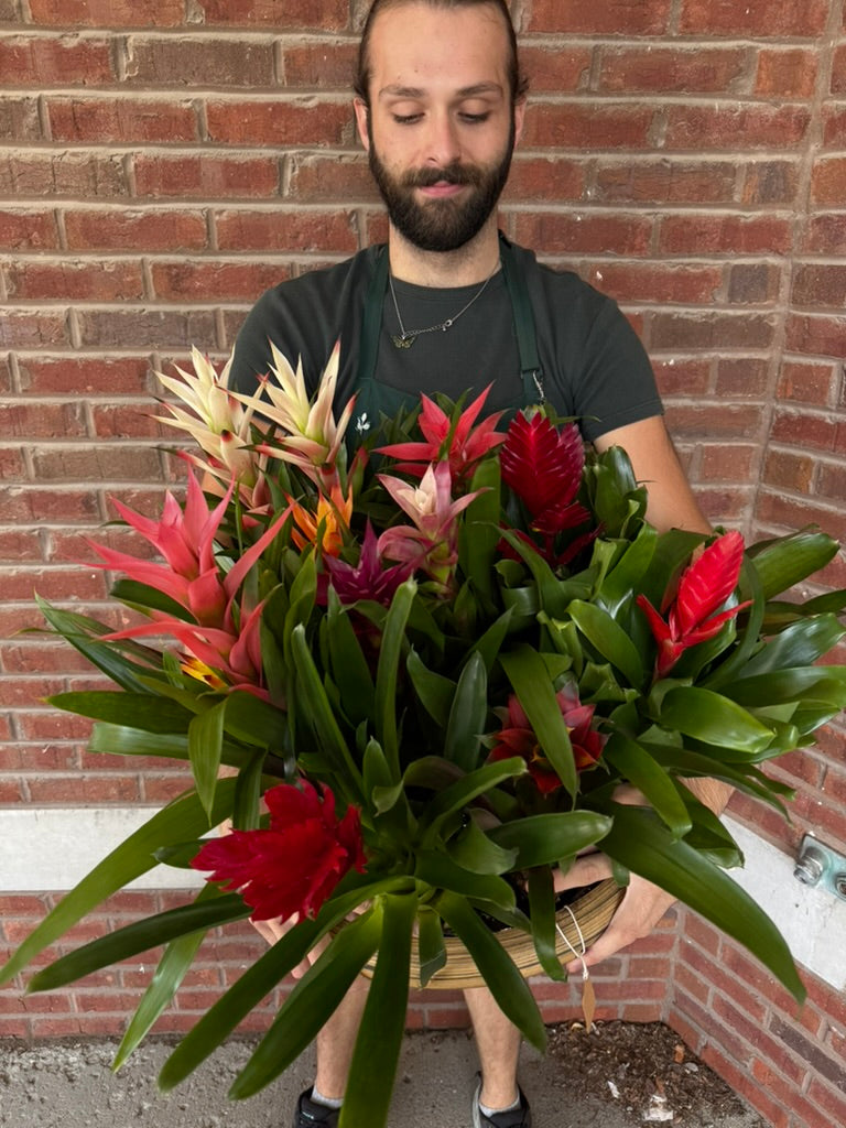 Assorted Bromeliad