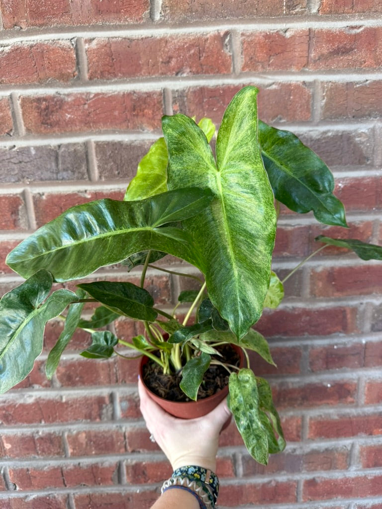 Philodendron &