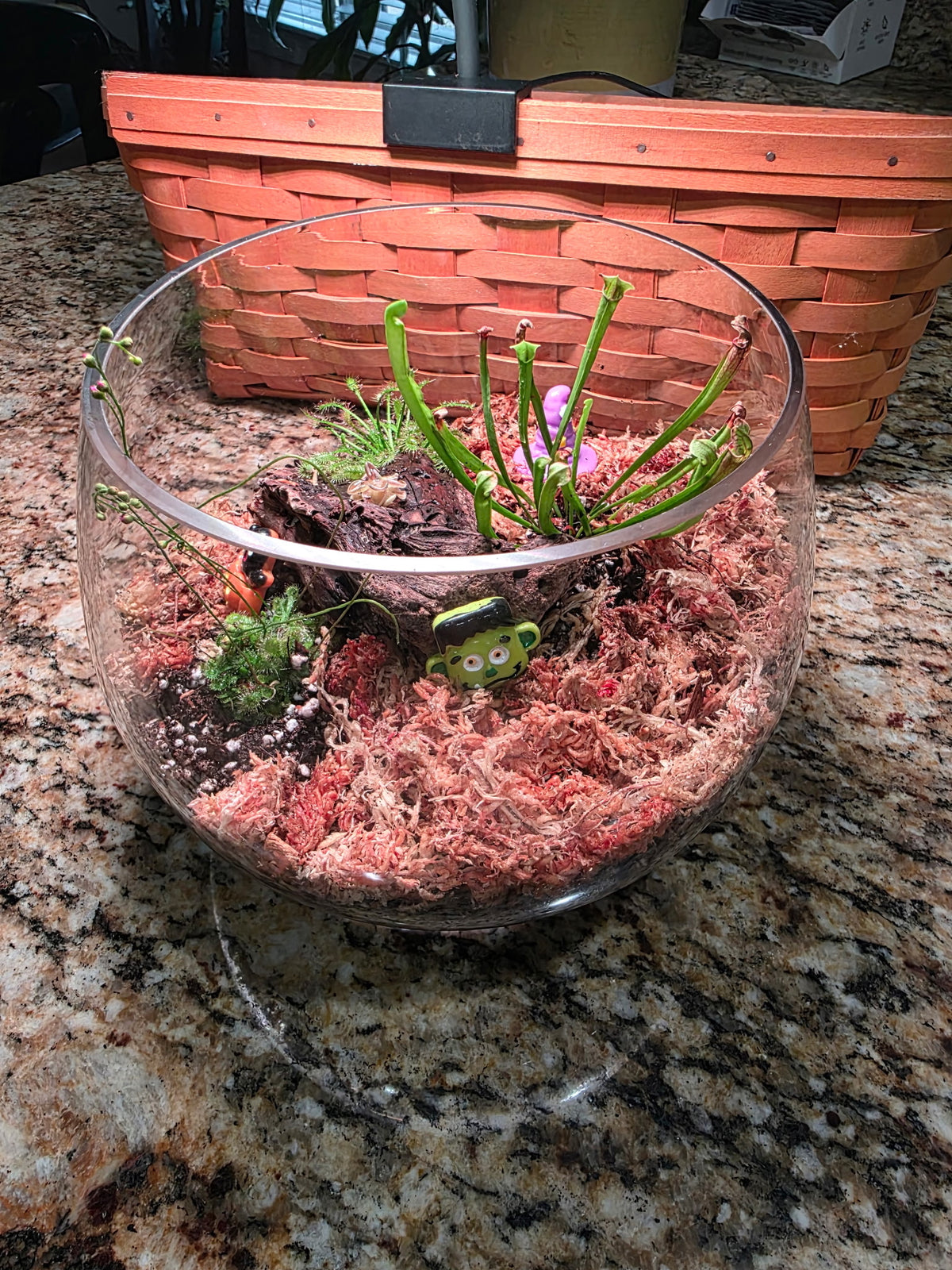 Carnivorous Bog Garden Workshop