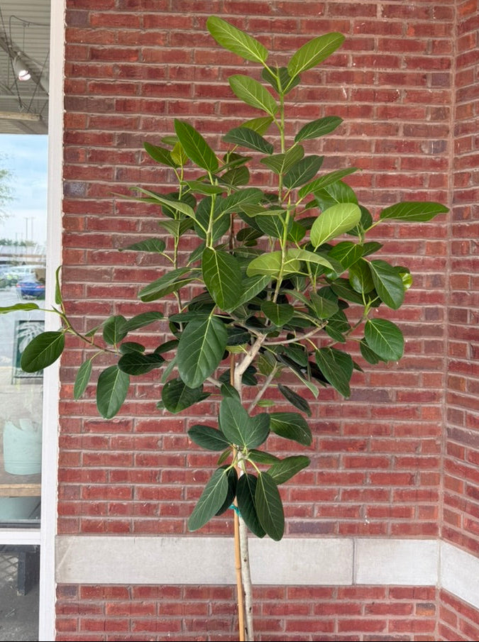 Ficus benghalensis &
