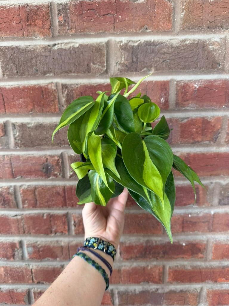 Philodendron hederaceum &