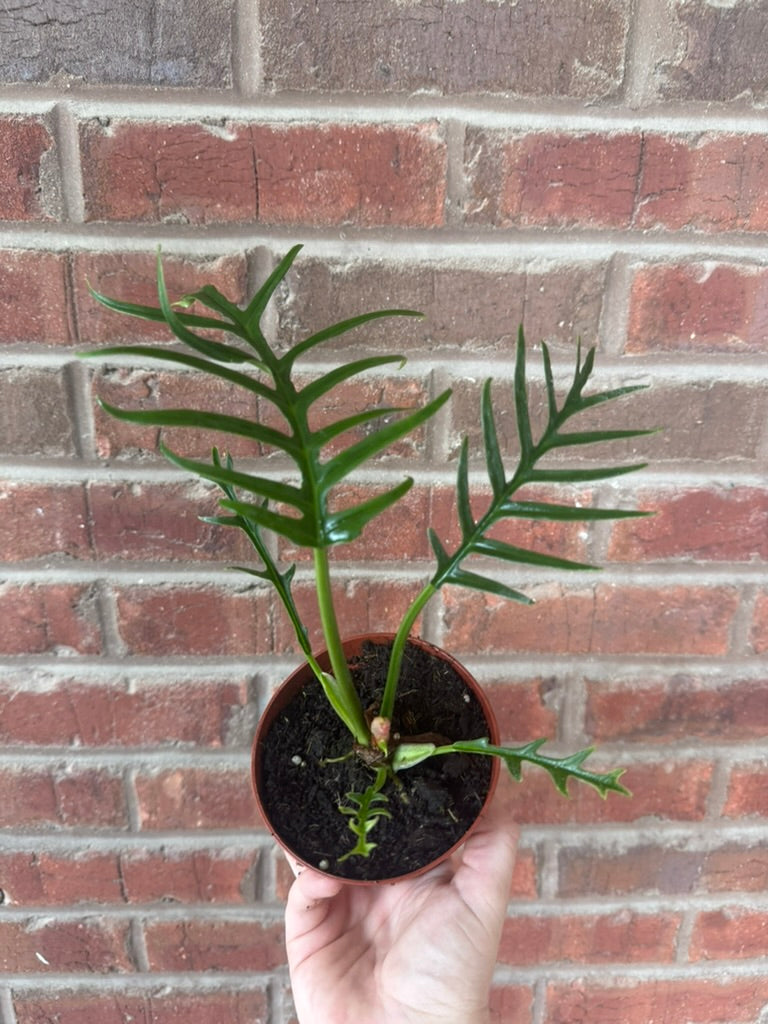 Philodendron &