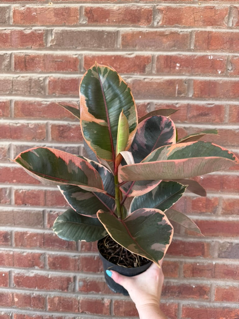Ficus elastica &