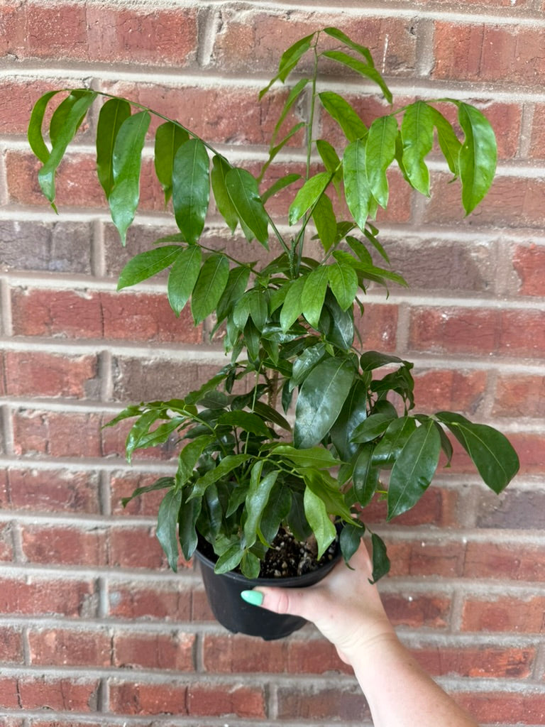 Lucky Bean Plant