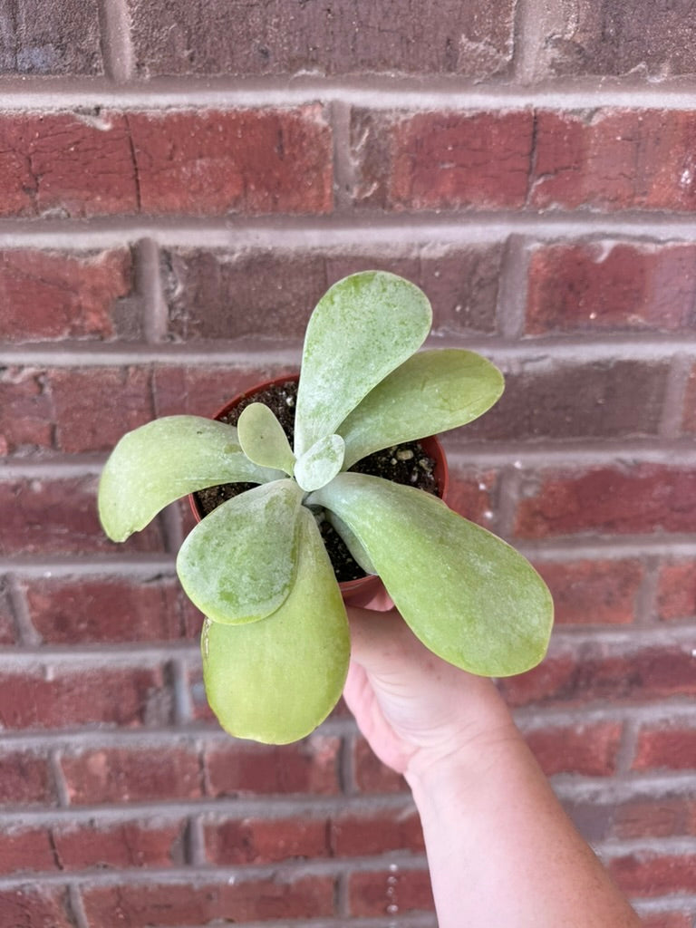 Kalanchoe &