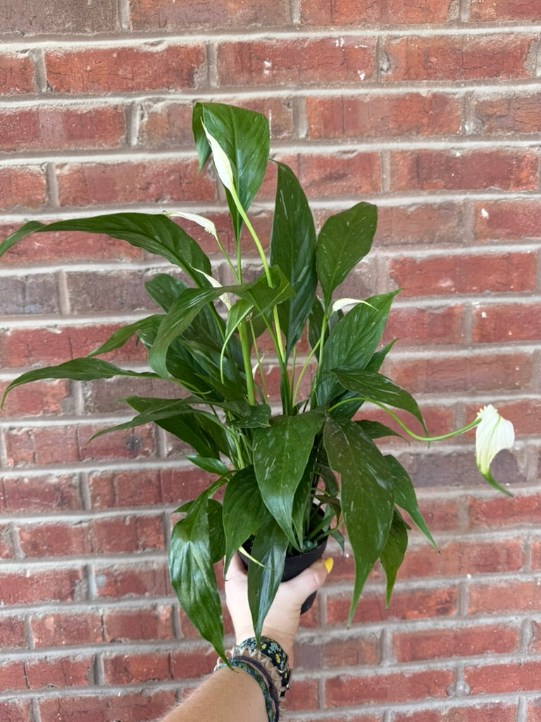 Spathiphyllum &