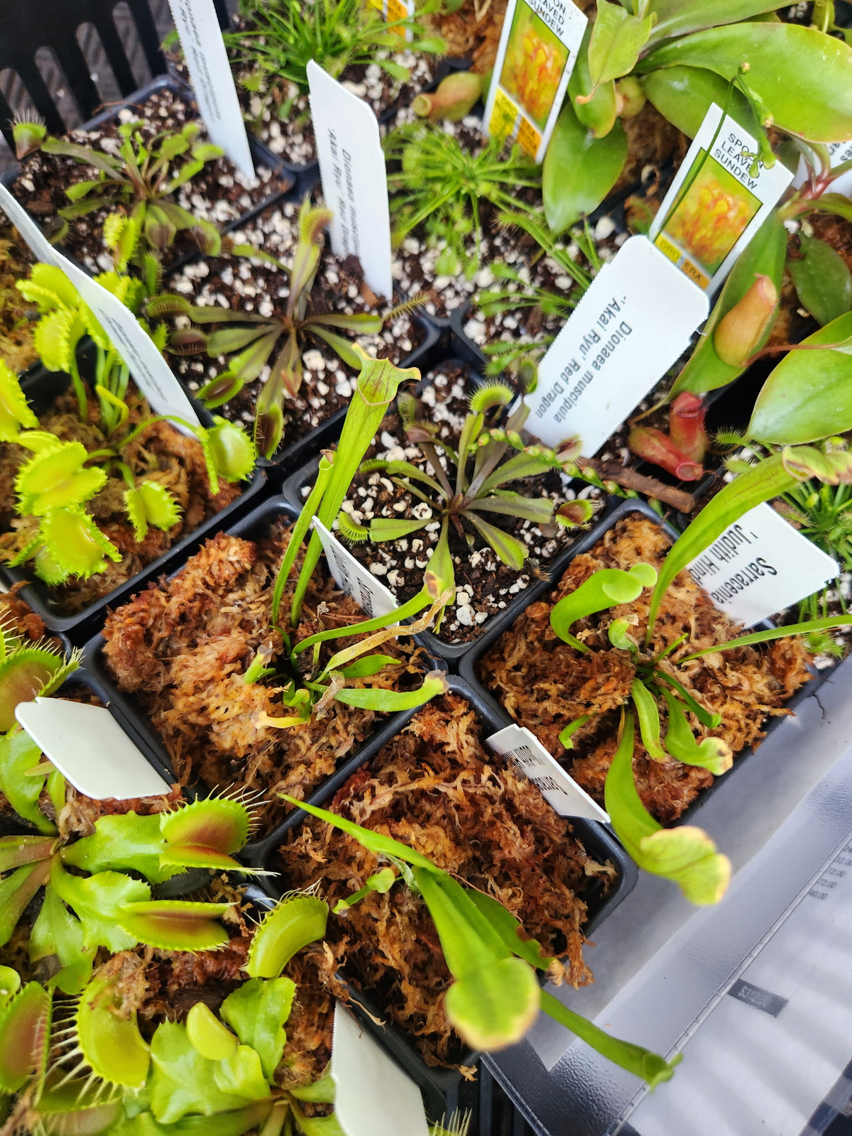 Carnivorous Bog Garden Workshop