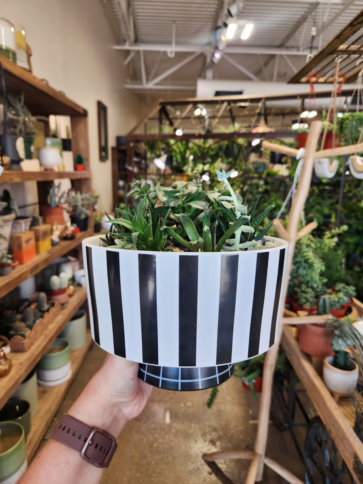Succulent Garden Workshop