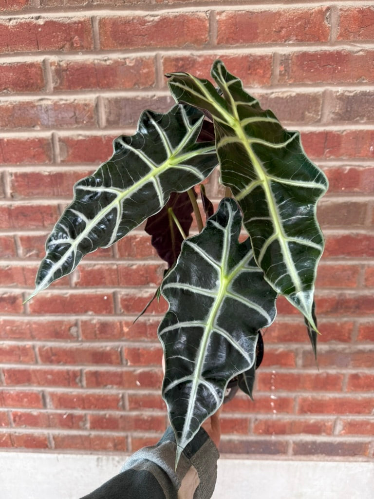 Alocasia 101 Workshop