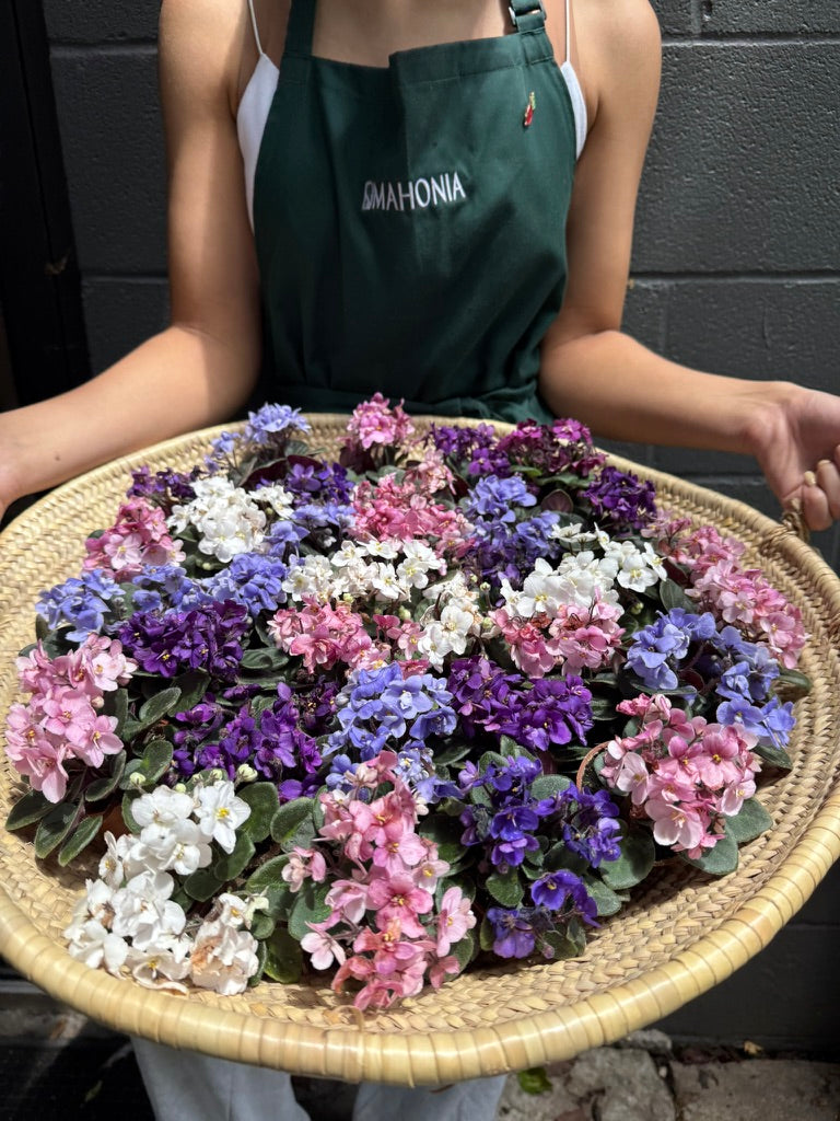 African Violet