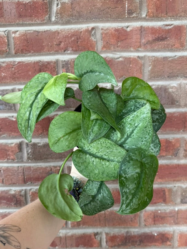 Hanging green plant against a brick wall