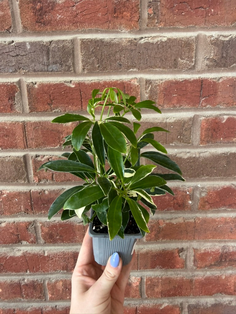 Schefflera Arboricola Mini Variegated