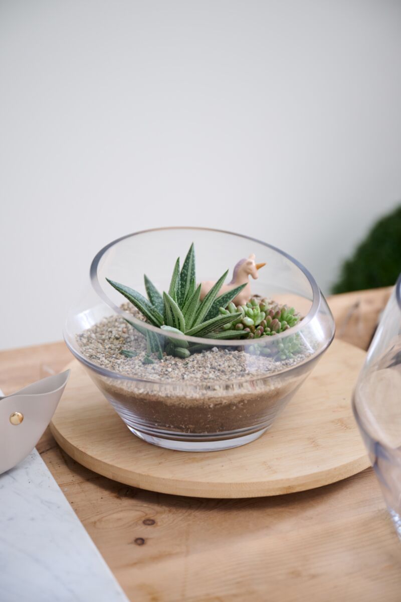 Dynamic Terrarium Glassware