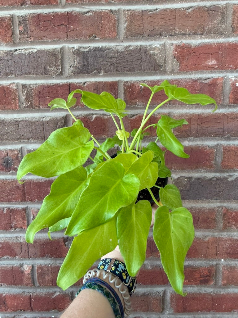 Philodendron &