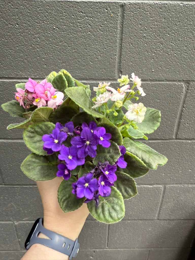 African Violet